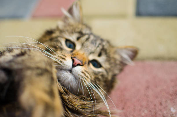 istock Funny little cat walking outdoors 1204019284