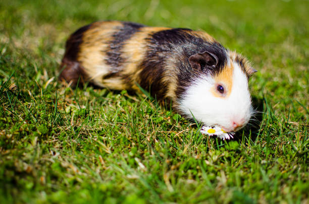 Grazing guinea pig on grass on a beautiful sunny spring day with good mood