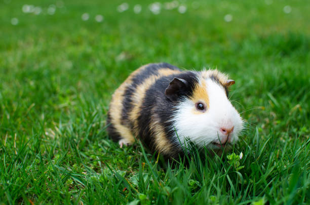 istock Grazing guinea pig on grass on a beautiful sunny spring day 1204019343
