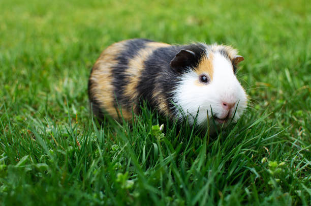 istock Grazing guinea pig on grass on a beautiful sunny spring day 1204019543