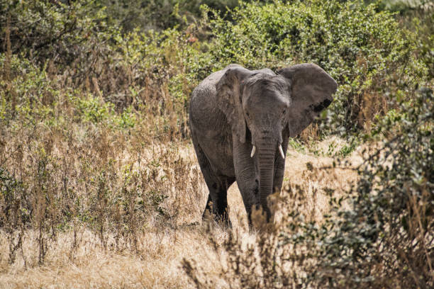 A young elephant bull walks in the forrests inside the Ngorongoro Crater, tanzania africa stock photo