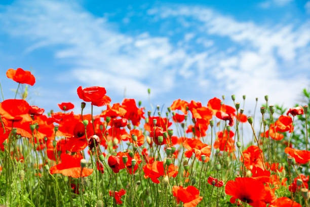 istock poppy flowers 1204020679