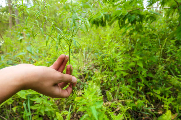 istock Bajawa - Womanly hand holding  herb in hand 1204021619