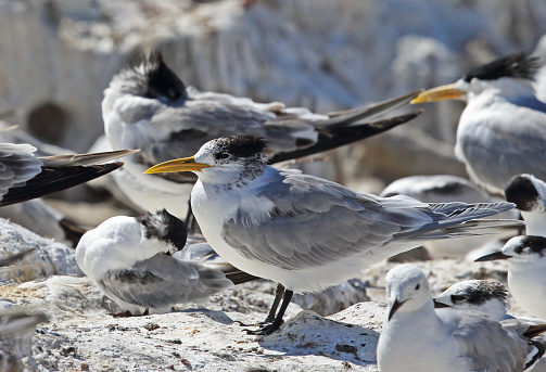 Greater Crested Tern (Thalasseus bergii bergii) adults resting with Common Terns on rock\