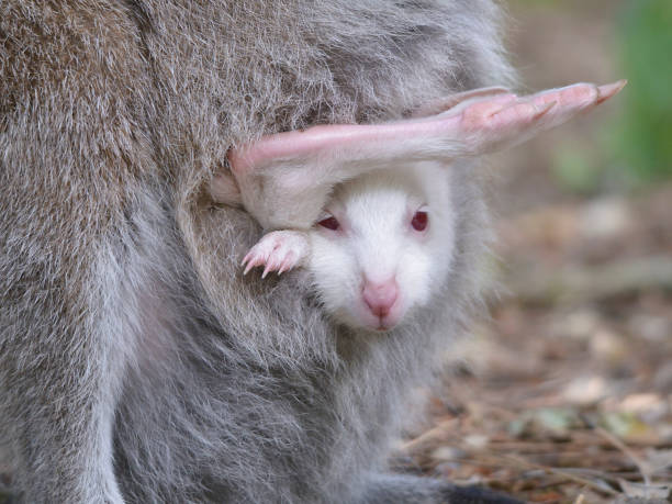 istock Albino joey in the pocket 1204022714