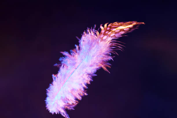 bunte vogelfeder von einem unbekannten vogel im studio mit blitzlicht fotografiert - feather white macro bird stock-fotos und bilder