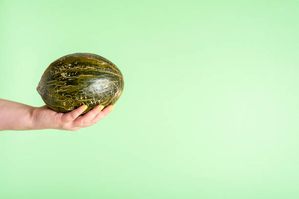 istock Spanish melon held in hand. Hand holding frog skin melon 1204022753