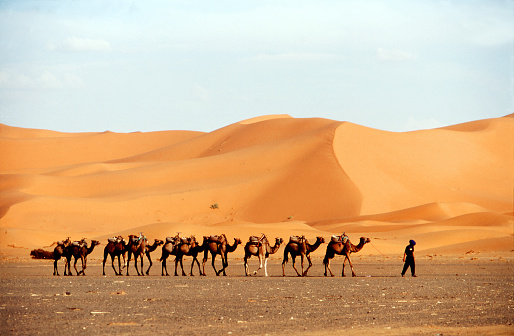 Camels in line crossing desert dunes, dragged by a cameleer