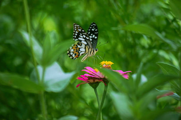 istock butterfly and zinnia flower 1204023160