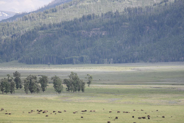 istock Bison Grazes across large valley 1204023163