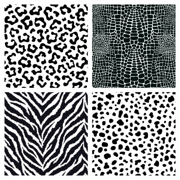 zestaw 4 czarno-białego futra zwierzęcego, bezszwowe wzory skóry. egzotyczne tła. tapety wektorowe. - pattern animal tiger zebra stock illustrations