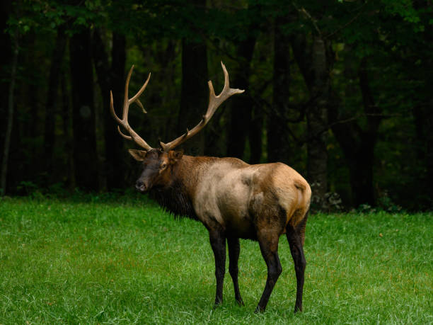 istock Bull Elk Looks Back At Camera 1204025357