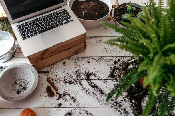 High angle view of potted plants and laptop on table at small business flower office