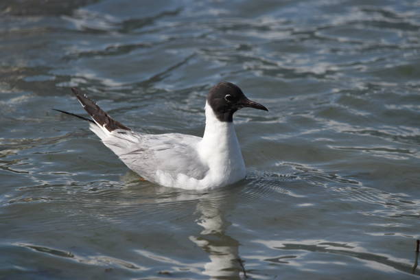 A Bonaparte's gull floats in the waters of Port Valdez, Alaska.