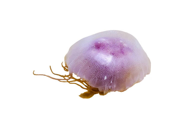 istock Big Medusa Isolated on White Background 1204025981