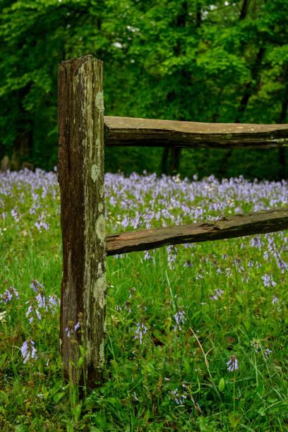 Spring Flowers Bloom Behind Old Fence Post