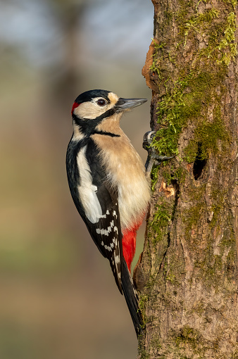 Male great spotted woodpecker climbing on a tree.