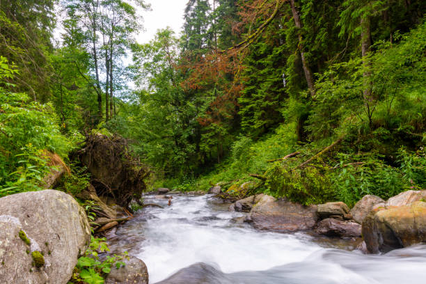 istock Long exposure on river flowing through beautiful raw green forest. 1204028162