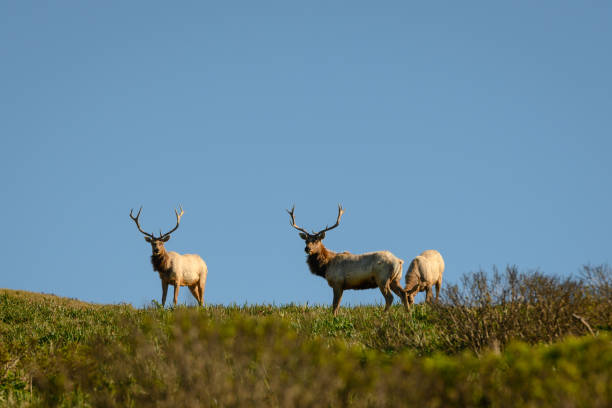 istock Three Male Tule Elk Graze On Top of Hill 1204028181