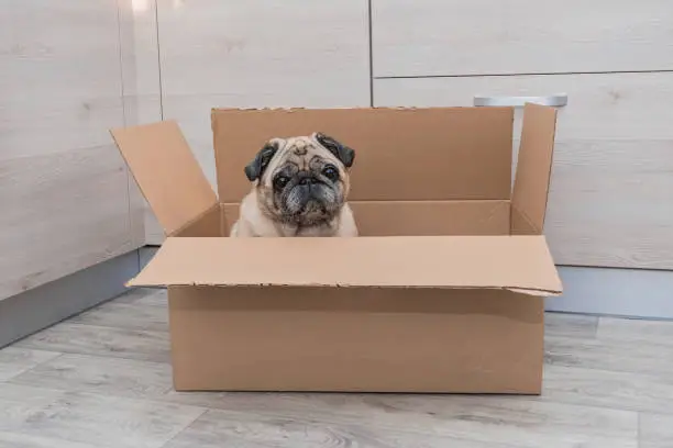 Cute old pug dog in brown carton box in home interior. Pet at home.