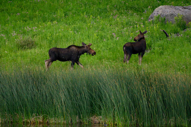 istock Two Moose Walk Through Grasses Alongside Pond 1204029967