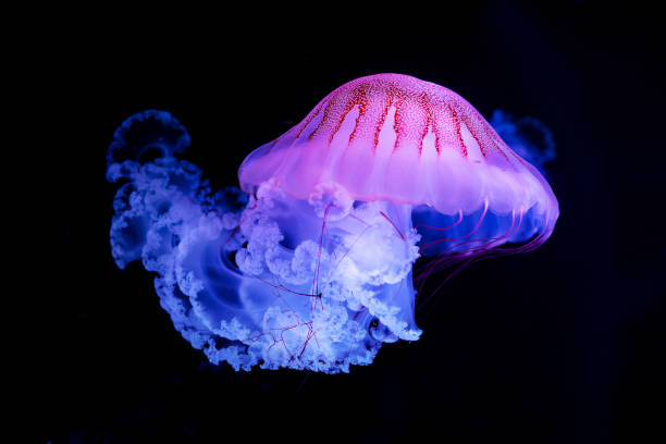die lila gestreifte qualle (chrysaora colorata) - jellyfish translucent sea glowing stock-fotos und bilder