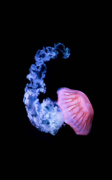 a água-viva listrada roxa (chrysaora colorata) - scyphozoa - fotografias e filmes do acervo