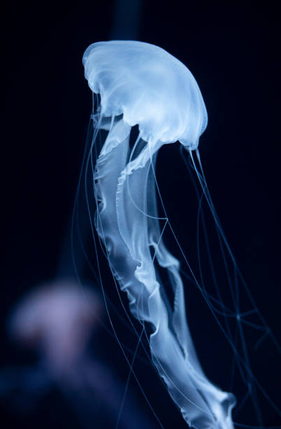 istock The Purple-striped Jellyfish (Chrysaora colorata) 1204030577