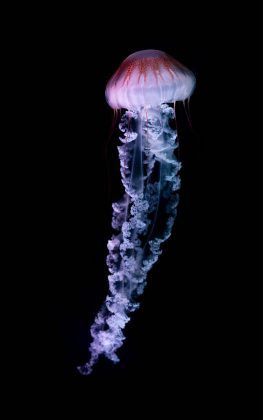 istock The Purple-striped Jellyfish (Chrysaora colorata) 1204030583