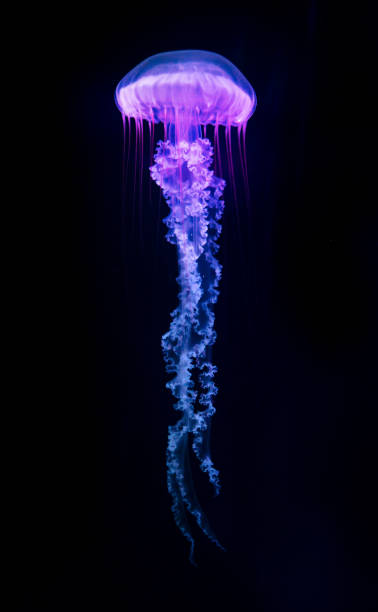The Purple-striped Jellyfish (Chrysaora colorata) The Purple-striped Jellyfish (Chrysaora colorata) isolated on black background jellyfish stock pictures, royalty-free photos & images