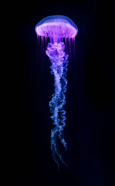 Photo of The Purple-striped Jellyfish (Chrysaora colorata)