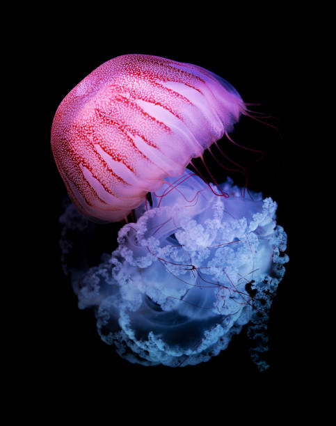 紫縞のクラゲ(クリサオーラ・コロラタ) - scyphozoa ストックフォトと画像