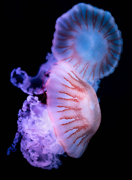 istock The Purple-striped Jellyfish (Chrysaora colorata) 1204030596