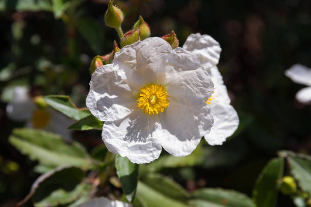istock White Flower Rockrose - Flor Blanca de Jara 1204031016