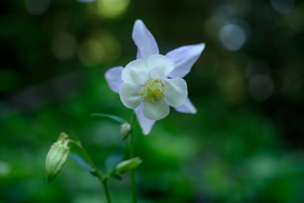 White and Purple Columbine with selective focus over green