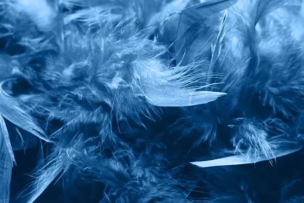 Photo of Boa feathers close up.