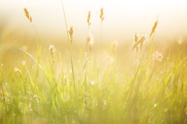 istock Fresh morning dew on spring grass, natural background 1204031813