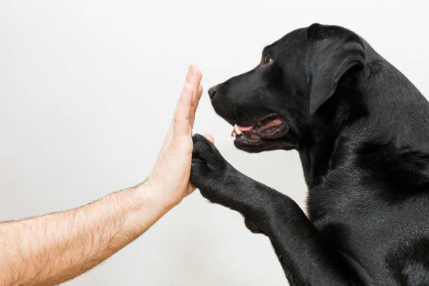 dog high five with male hand on white background black labrador  high five  on white background. frontal view black labrador stock pictures, royalty-free photos & images