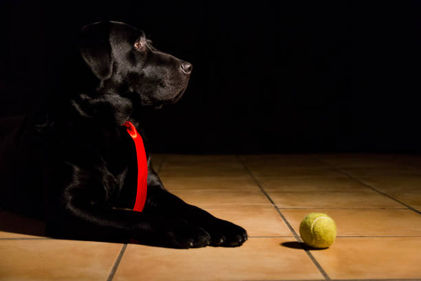 istock dog portrait on black background. Beautiful black labrador with a tie 1204031856