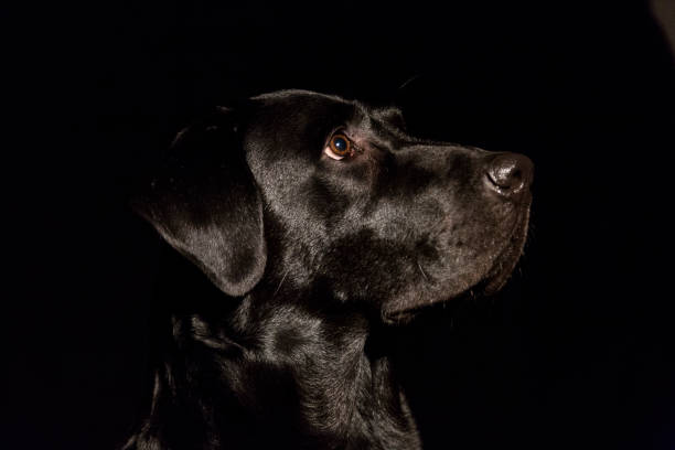 istock dog portrait on black background. Beautiful black labrador with a tie 1204031871
