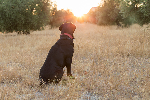 back view of a dog. black labrador on yellow background at sunset. lifestyle