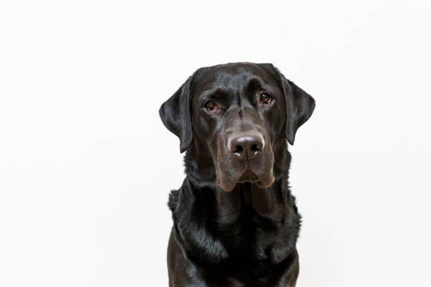 retrato de perro. vista frontal. labrador negro sobre fondo blanco - black labrador black dog retriever fotografías e imágenes de stock