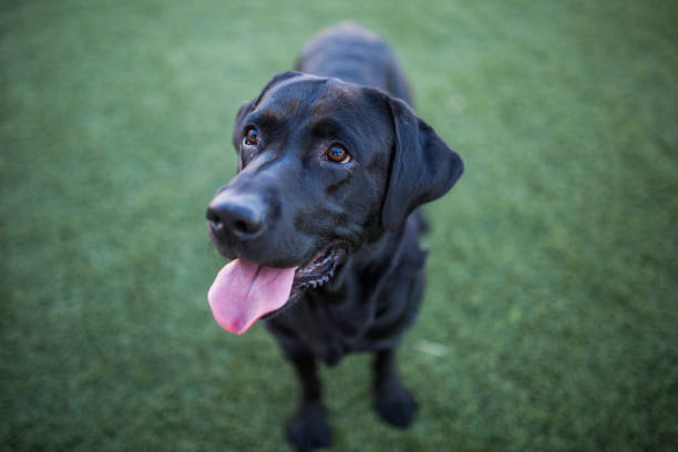 istock dog portrait, black labrador on lawn background 1204031975