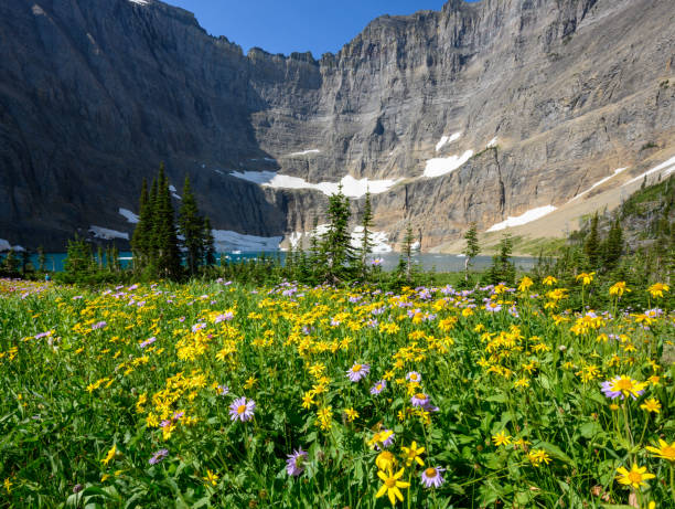 アイスバーグ湖の野生の花 - montana mountain lupine meadow ストックフォトと画像