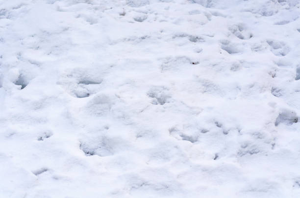 istock Background of fresh snow white natural texture pattern for minimalistic design in grey tone. Top view witn snowflakes. Concept of abstract winter surface with various traces and copy space for text. 1204037471