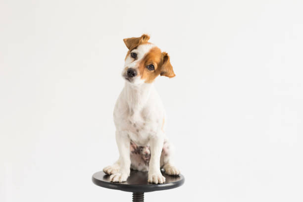 istock cute small young dog sitting on a black stool over white background and looking at the camera. pets indoors 1204037476