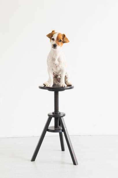 istock cute small young dog sitting on a black stool over white background and looking at the camera. pets indoors 1204037483