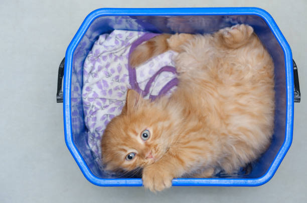 beautiful young ginger cat lies in a plastic bucket