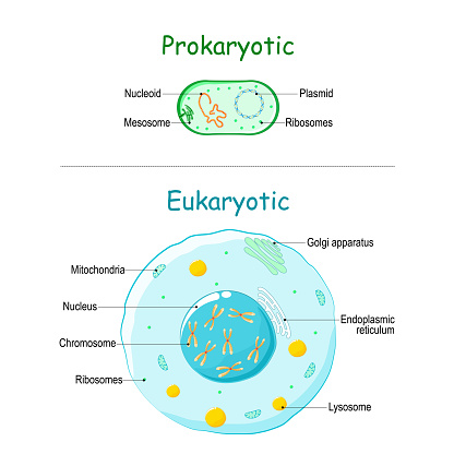 Prokaryote vs Eukaryote. illustration of eukaryotic and prokaryotic cell with text. Differences between Prokaryotic and Eukaryotic cells. vector diagram for education, medical, biological and science use