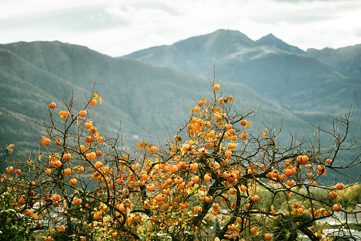 Persimmon tree in the mountains. Swiss Alps. Mountain autumn landscape